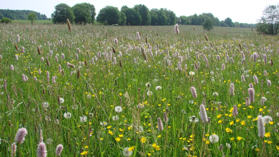 Rubrik_Naturschutz_tieflandma__hwiese__1__f.hennek